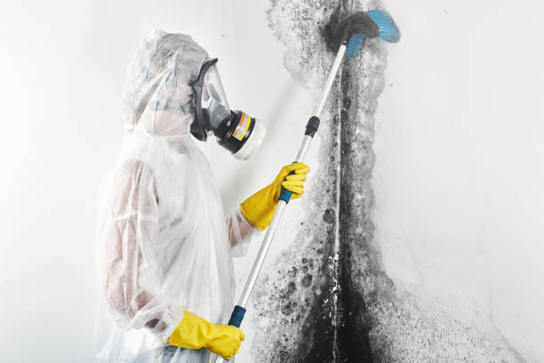 Best Mold Prevention Services  in Venetian Vlage, IL